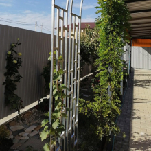 Виноградная арка 