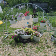 Цветочница малая 